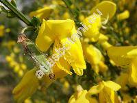 Cytisus scoparius (L.) Link (Sarothamnus scoparius (L.) Koch, Spartium scoparium L., Genista scoparia, Cytisus scoparius)