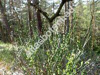 Cytisus scoparius (L.) Link (Sarothamnus scoparius (L.) Koch, Spartium scoparium L., Genista scoparia, Cytisus scoparius)