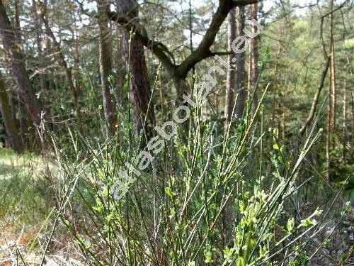 Cytisus scoparius (L.) Link (Sarothamnus scoparius (L.) Koch, Spartium scoparium L., Genista scoparia, Cytisus scoparius)