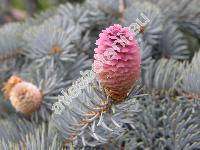 Picea pungens 'Glauca'