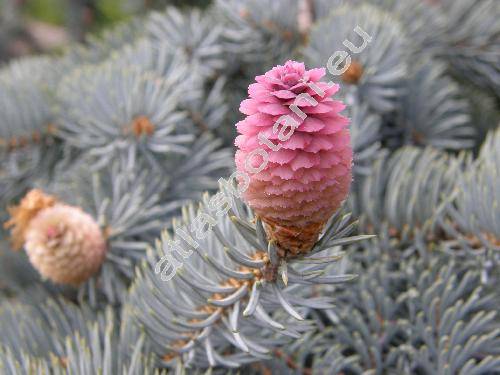 Picea pungens 'Glauca'