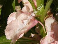Impatiens balsamina L. (Balsamina foemina Gaertn., Balsamina hortensis Desp.)