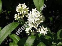 Ligustrum vulgare L.