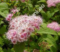 Spiraea japonica L. (Spiraea x bumalda)