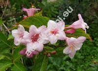 Weigela florida (Bunge) DC. (Calysphyrum floridum Bunge)