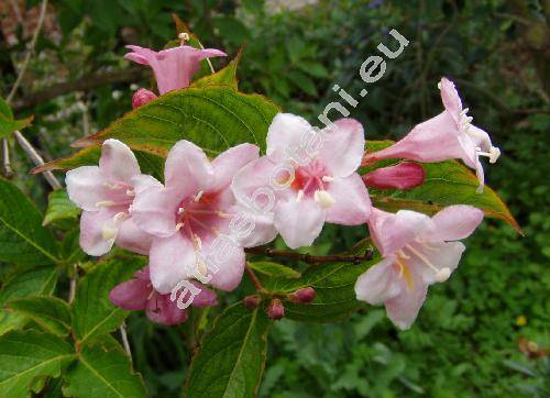 Weigela florida (Bunge) DC. (Calysphyrum floridum Bunge)