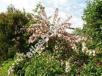 Weigela florida (Bunge) DC. (Calysphyrum floridum Bunge)