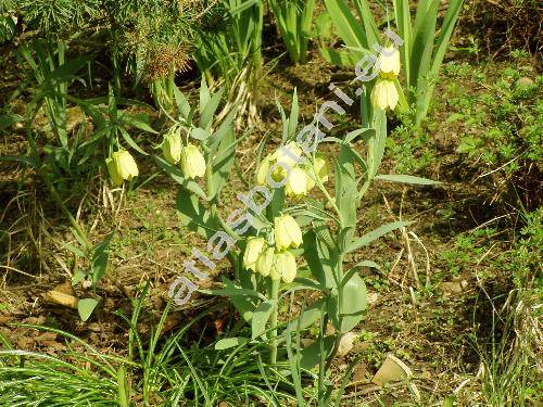 Fritillaria lutea (Fritillaria pallidiflora)