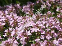 Thymus alpestris Kern. (Thymus serratus Opiz, Thymus serpyllum subsp. alpestris (Tausch ex Kerner) Briq.)