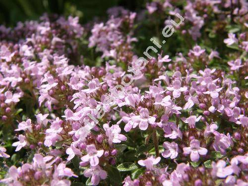 Thymus alpestris Kern. (Thymus serratus Opiz, Thymus serpyllum subsp. alpestris (Tausch ex Kerner) Briq.)