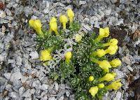 Douglasia vitaliana subsp. praetutiana Bus. (Vitaliana primuliflora subsp. praetutiana, Androsace)