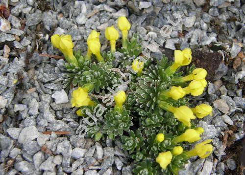 Douglasia vitaliana subsp. praetutiana Bus. (Vitaliana primuliflora subsp. praetutiana, Androsace)