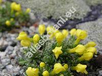 Douglasia vitaliana subsp. praetutiana Bus. (Vitaliana primuliflora subsp. praetutiana, Androsace)