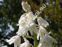 Hyacinthoides hispanica 'White Queen' (Scilla hispanica Mill., Endymion hispanicus, Hyacinthus hispanica, Scilla campanulata)
