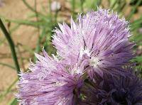 Allium schoenoprasum L. (Allium alpinum (DC.) Hegetschv., Allium acutum Spreng.)