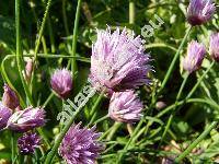 Allium schoenoprasum L. (Allium alpinum (DC.) Hegetschv., Allium acutum Spreng.)