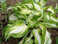 Hosta undulata (Hosta xundulata (Otto et Dietr.) Bailey, Funkie, Funkia, Hosta japonica)