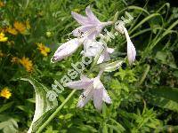 Hosta undulata (Hosta xundulata (Otto et Dietr.) Bailey, Funkie, Funkia, Hosta japonica)