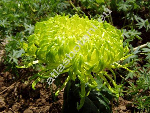 Chrysanthemum x hortorum Bailey (Dendranthema indicum (L.) Desmoulins, Chrysanthemum indicum L., Chrysanthemum xmorifolium Ramat)