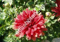 Chrysanthemum x hortorum Bailey (Dendranthema indicum (L.) Desmoulins, Chrysanthemum indicum L., Chrysanthemum xmorifolium Ramat)