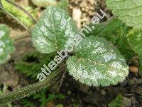 Galeobdolon argentatum (Lamium argentatum, Lamium galeobdolon, Lamiastrum argentatum, Lamiastrum galeobdolon)