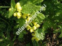 Galeobdolon argentatum (Lamium argentatum, Lamium galeobdolon, Lamiastrum argentatum, Lamiastrum galeobdolon)