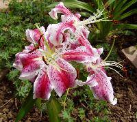 Lilium 'Jamboree'