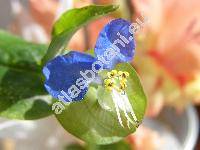 Commelina communis L.