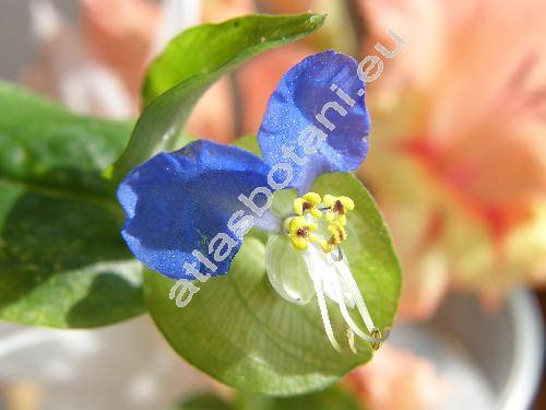 Commelina communis L.