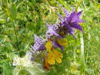 Melampyrum nemorosum L. (Melampyrum nemorosum var. nemorosum)