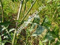 Cichorium intybus L. (Cichorium intybus subsp. intybus, Cichorium commune Pall., Cichorium hirsutum Gren., Cichorium cicorae Dum.)