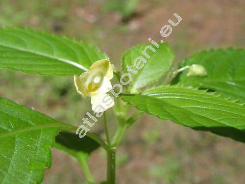 Impatiens parviflora DC. (Balsamina)