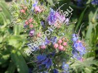 Echium vulgare L.