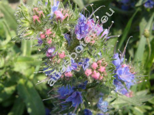 Echium vulgare L.