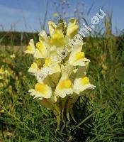 Linaria vulgaris Mill. (Antirrhinum linaria L., Linaria intermedia Sch.)