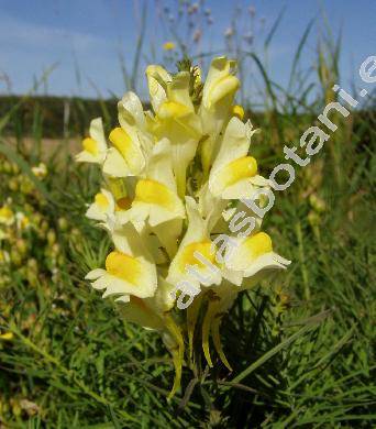 Linaria vulgaris Mill. (Antirrhinum linaria L., Linaria intermedia Sch.)