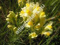 Linaria vulgaris Mill. (Antirrhinum linaria L., Linaria intermedia Sch.)