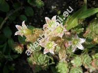 Rosularia pallida