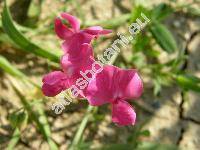 Lathyrus tuberosus L.