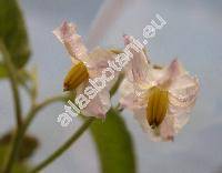 Solanum muricatum (Solanum muricatum L´Hérit, Solanum variegatum Ruiz et Pav.)