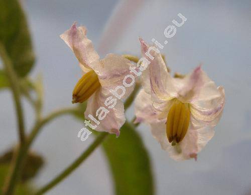 Solanum muricatum (Solanum muricatum LHrit, Solanum variegatum Ruiz et Pav.)