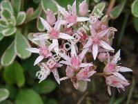 Sedum spurium subsp. tricolor (Spathulata spuria (Bieb.) . Lve et D. Lve, Asterosedum spurium (Bieb.) Grul., Crassula crenata Desf.)