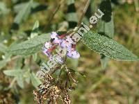 Buddleja davidii (Buddleja davidii Fran., Buddleia davidii, Buddleja variabilis Hems., Budleja)