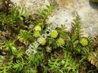 Cotula squalida (Cotula squalida (Hook.) Hook, Leptinella squalida)