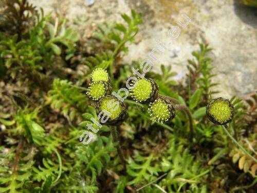 Cotula squalida (Cotula squalida (Hook.) Hook, Leptinella squalida)