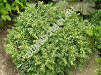 Picea abies 'Nidiformis'