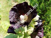 Alcea rosea L. 'Nigra' (Althaea rosea 'Nigra', Malva hortensis Schim.)