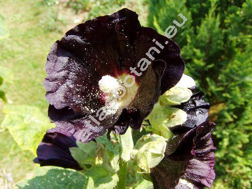 Alcea rosea L. 'Nigra' (Althaea rosea 'Nigra', Malva hortensis Schim.)