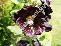 Alcea rosea L. 'Nigra' (Althaea rosea 'Nigra', Malva hortensis Schim.)