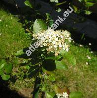 Aronia melanocarpa (Sorbus aucuparia var. melanocarpa, Mespilus arbutifolia var. melanocarpa Michx.)